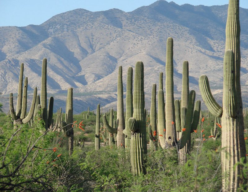 Introduction of saguaro cactus